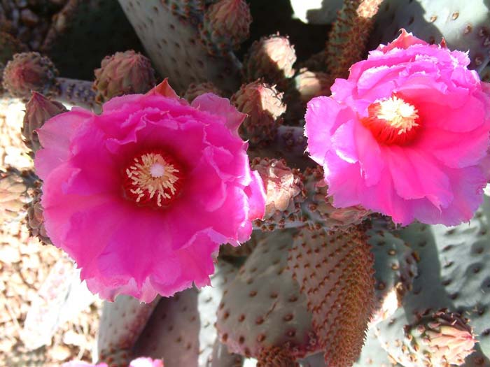 Beaver-Tail Prickly Pear