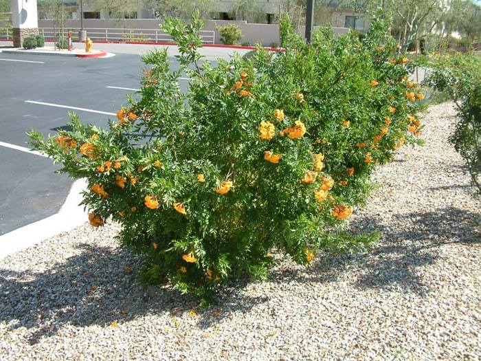 tecoma jubilee orange plant common tropical hybrid previous next arizona name