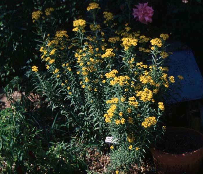 Plant photo of: Tagetes lucida