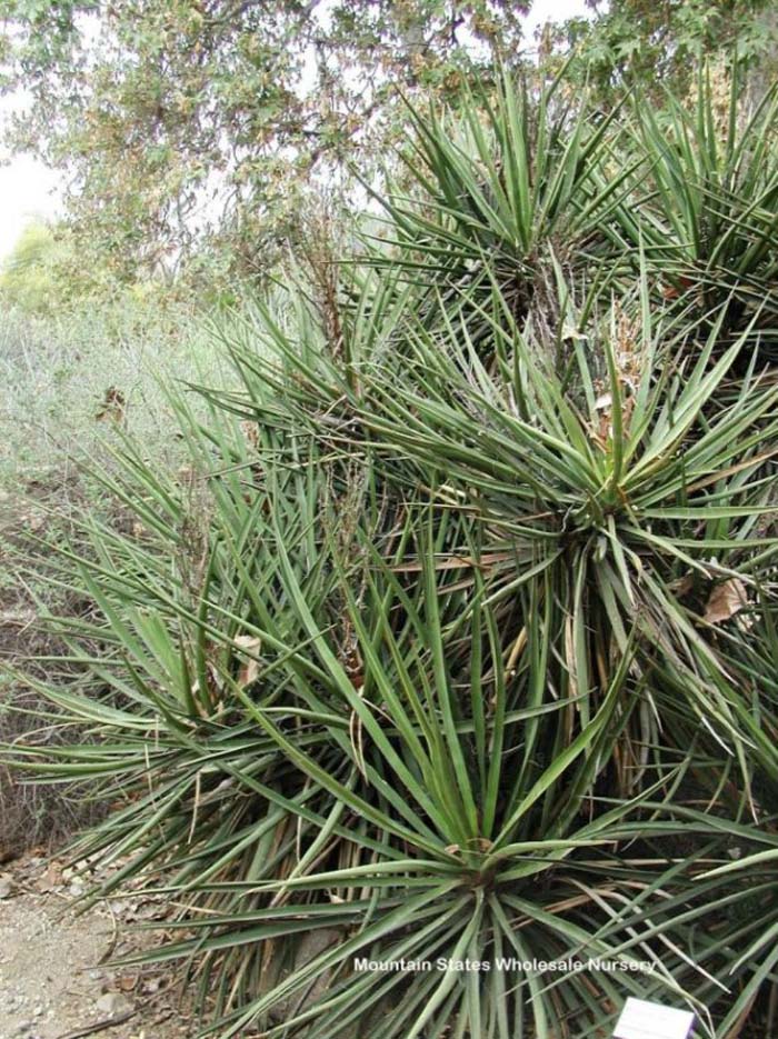Plant photo of: Yucca schidigera