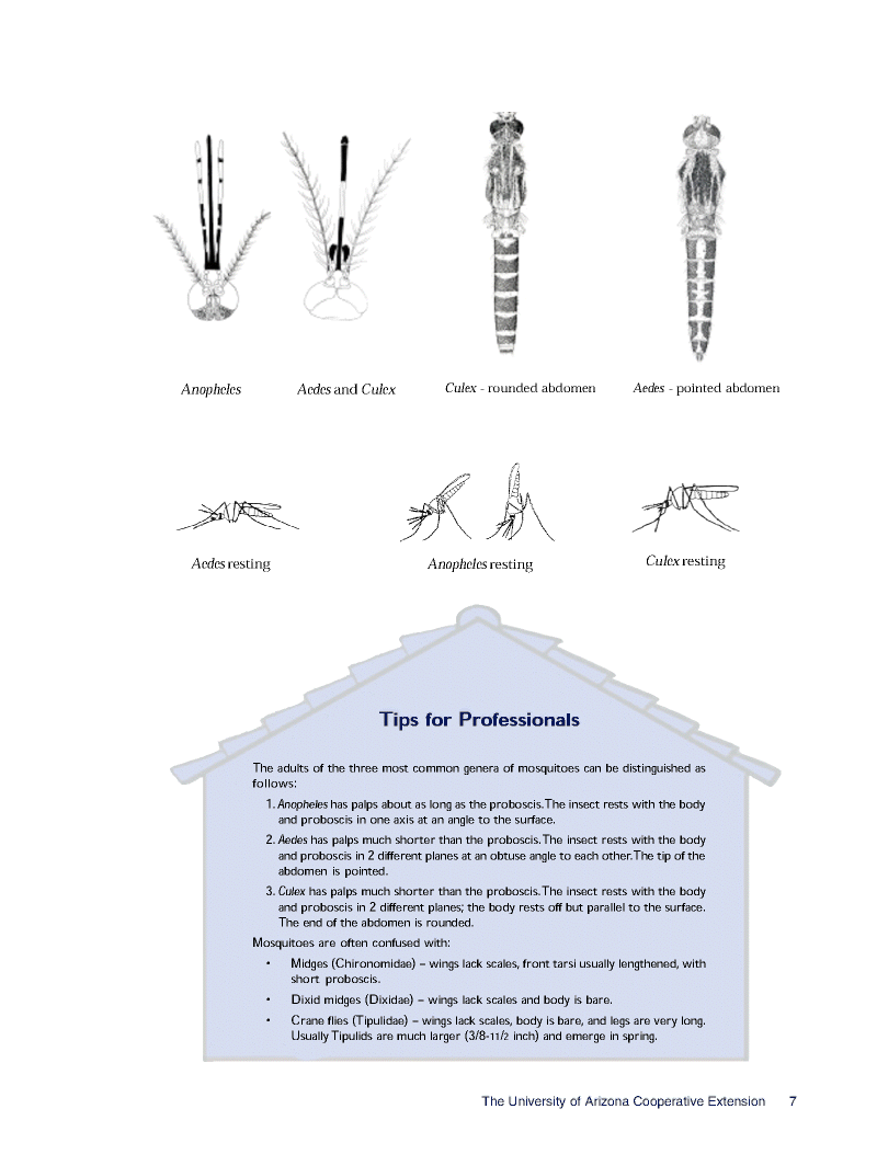 Mosquitos07