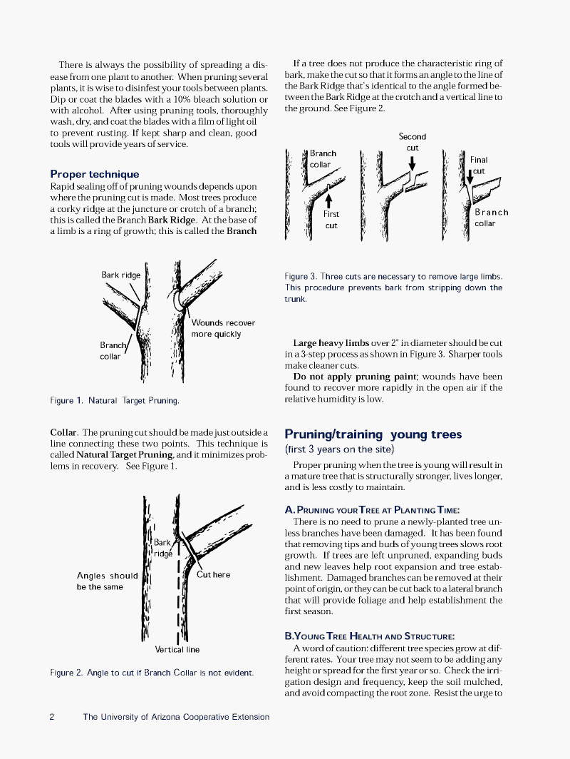 Pruning Deciduous Shade Trees