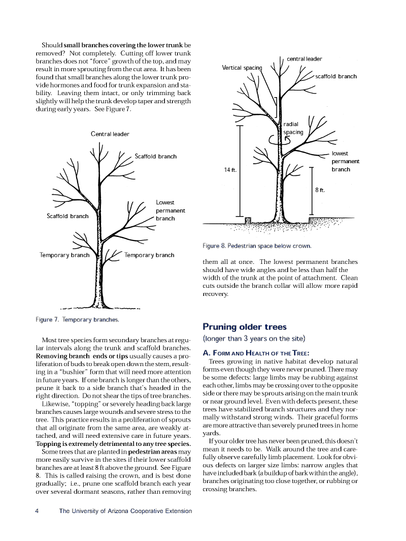 Pruning Deciduous Shade Trees