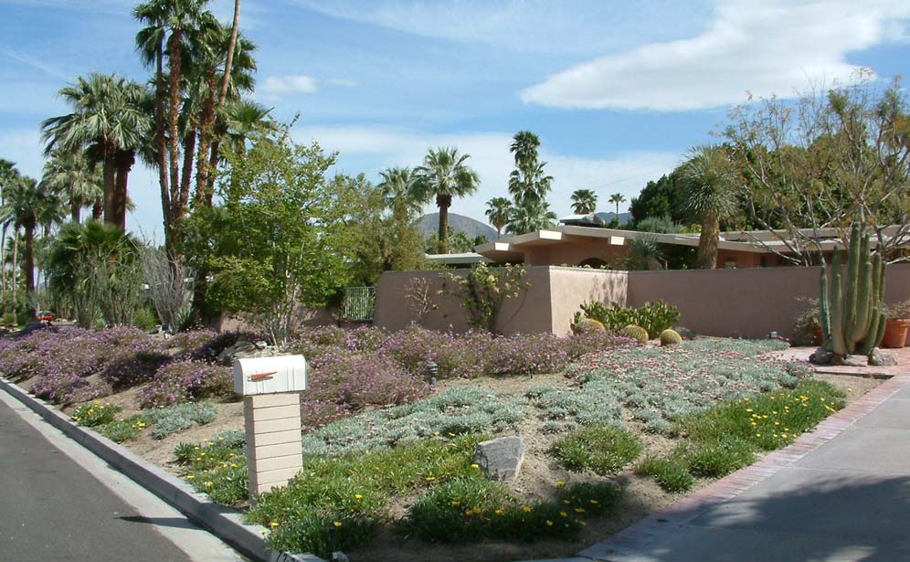 Groundcover Front Yard