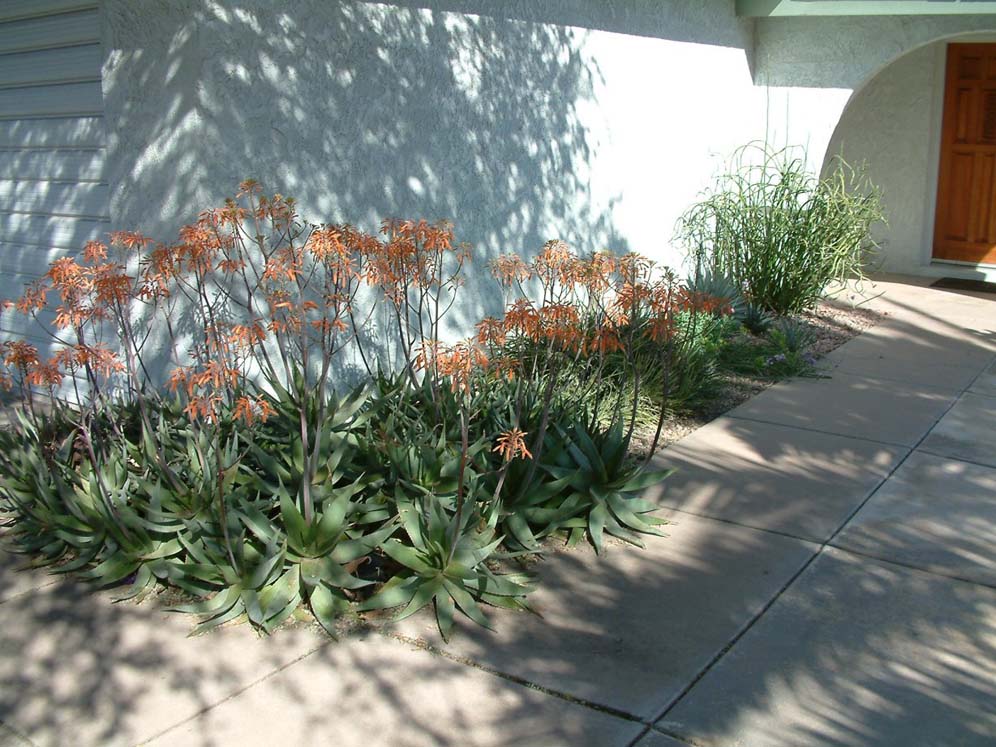 Welcoming Succulents