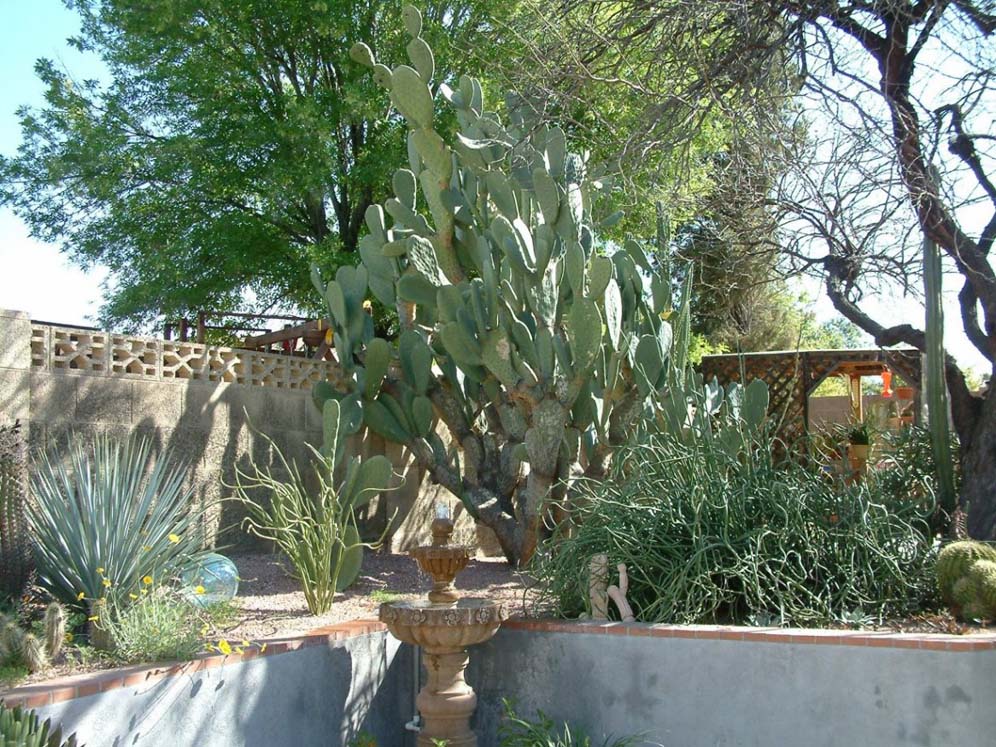 Corner of Sunken Patio