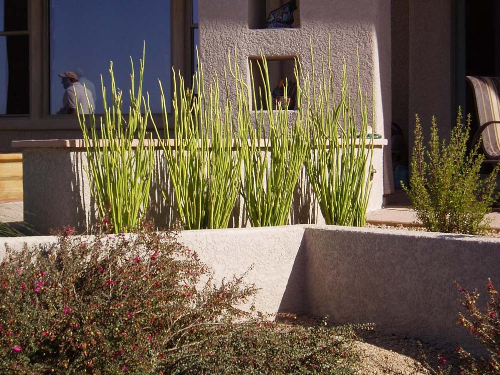 Seating Area and Shrubs