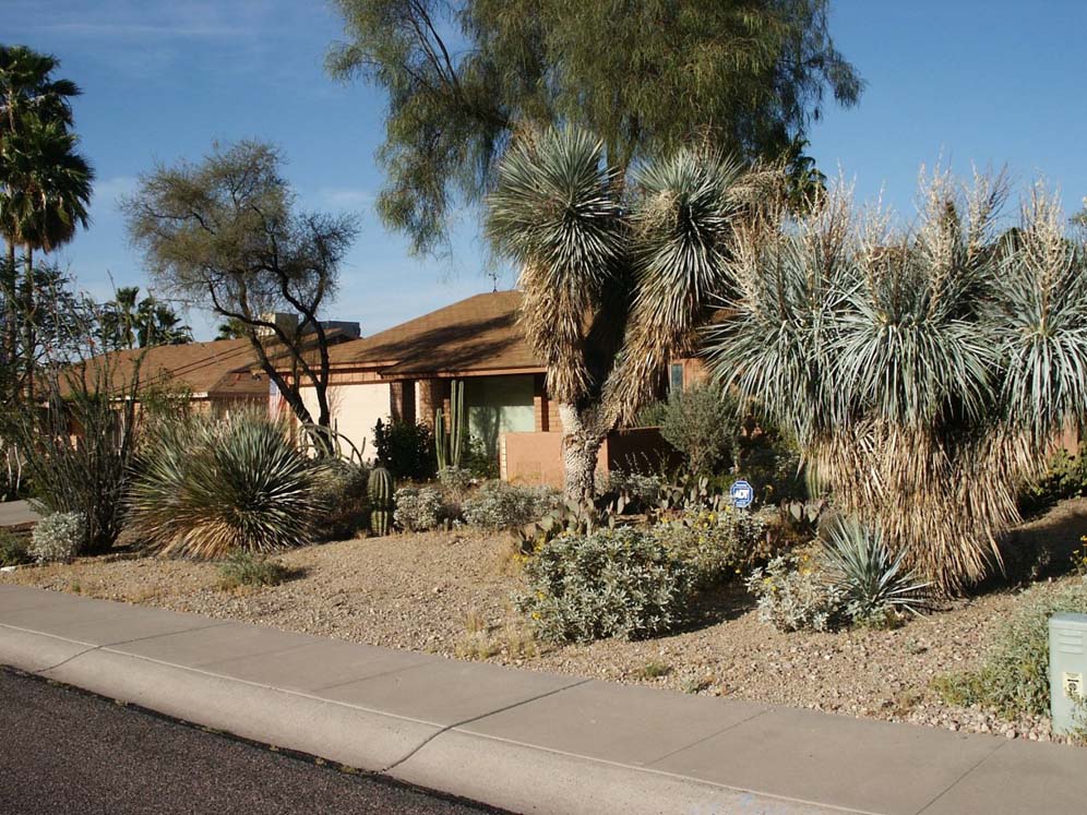 Arizona Native Gardens