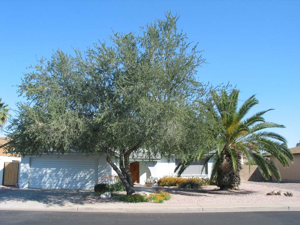 Shaded Front Yard