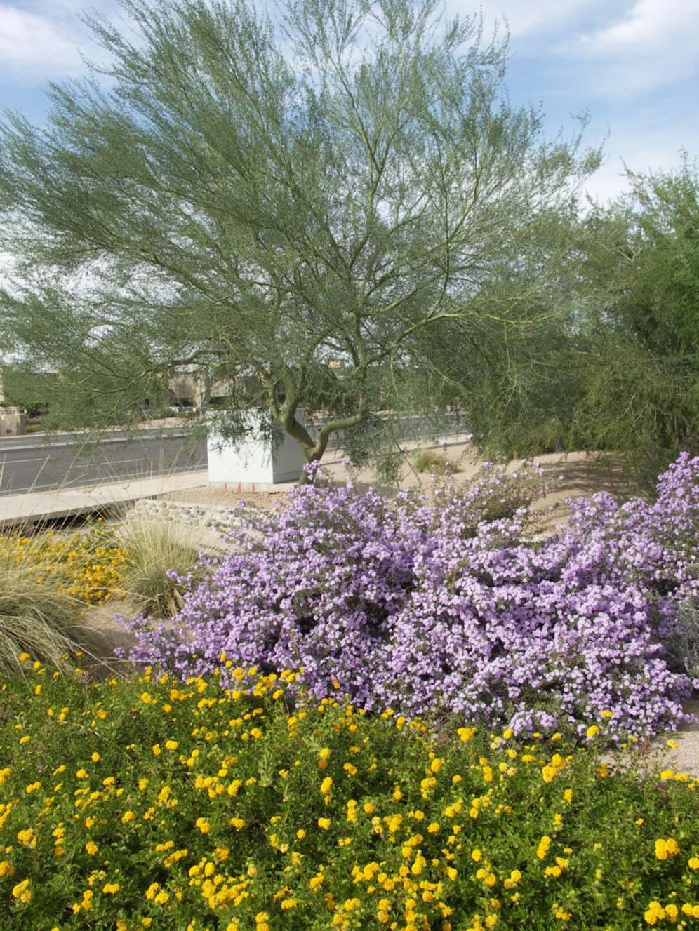 Purple Yellow and Green