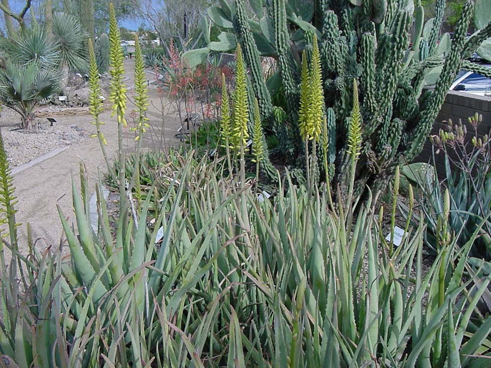 Cactus and Succulent Gardens