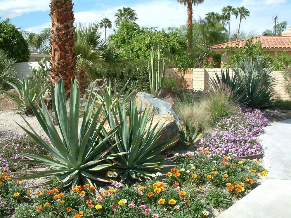 Agave and Color Companions