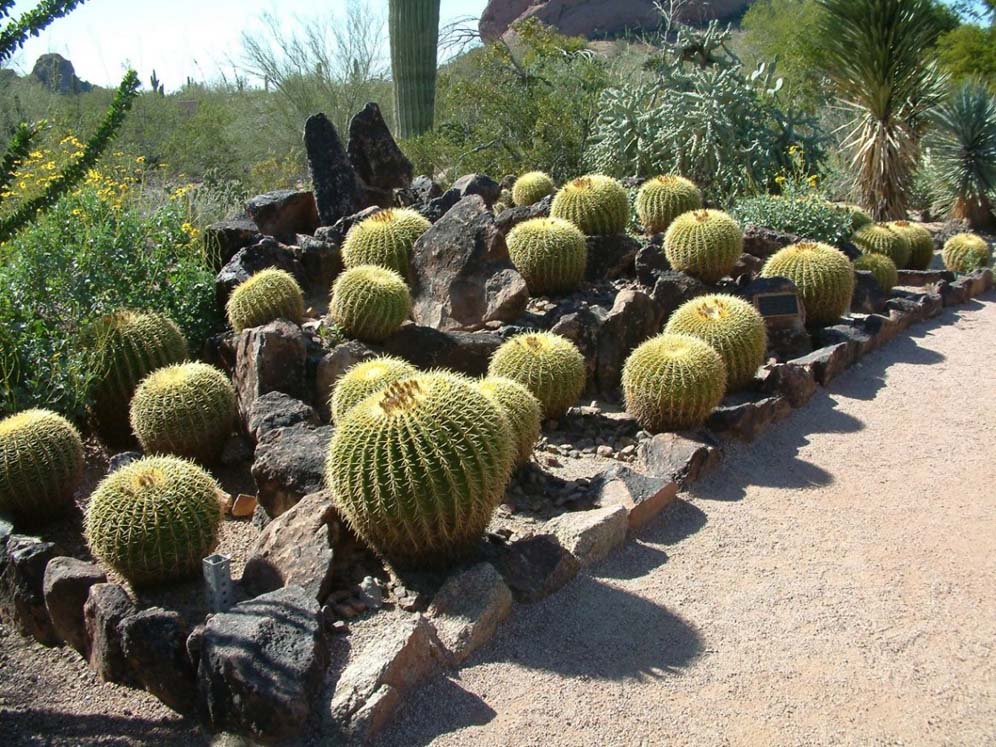 Cactus Cluster