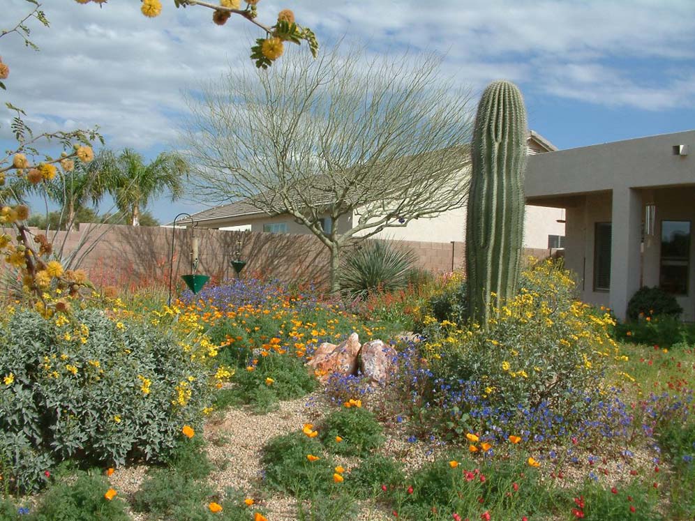 Saguaro Amidst Wildflowers