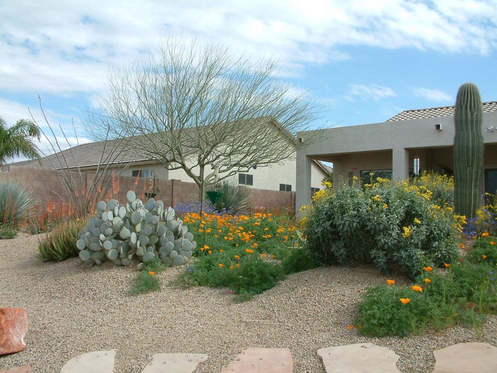 Shrubs and Cacti
