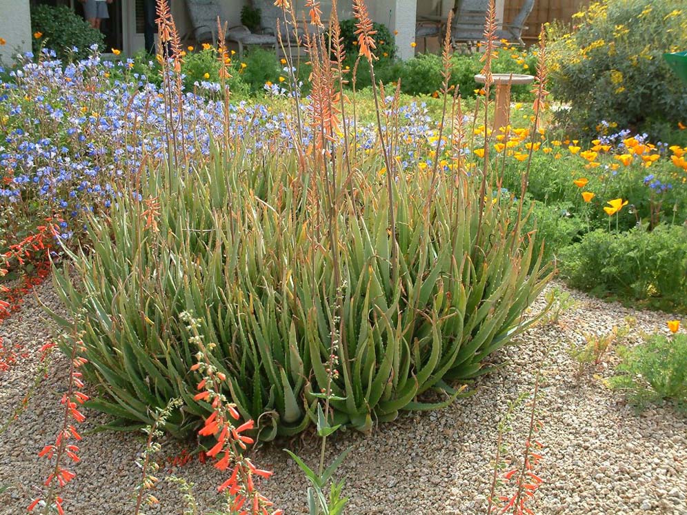 Aloe in Garden