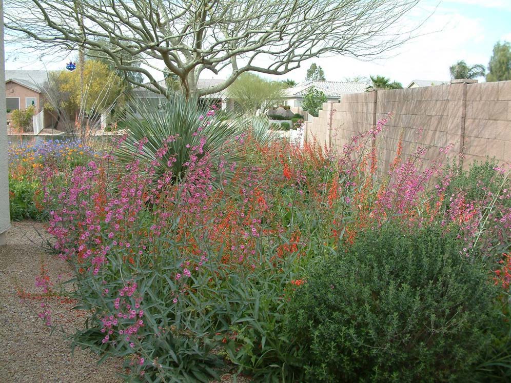Desert Color