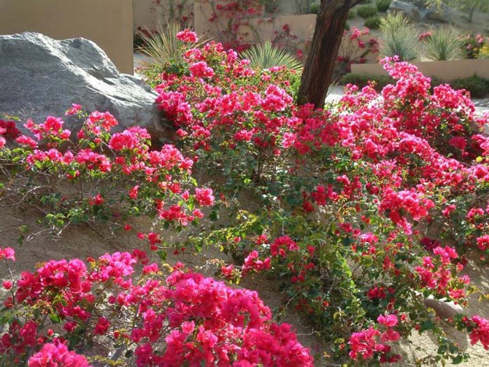 Bougainvillea X 'La Jolla'