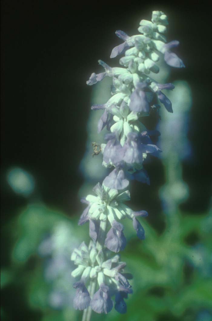 Mealy Cup Blue Sage