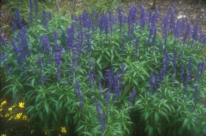 Plant photo of: Salvia farinacea