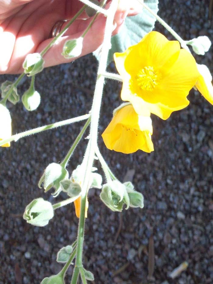 Plant photo of: Abutilon palmeri