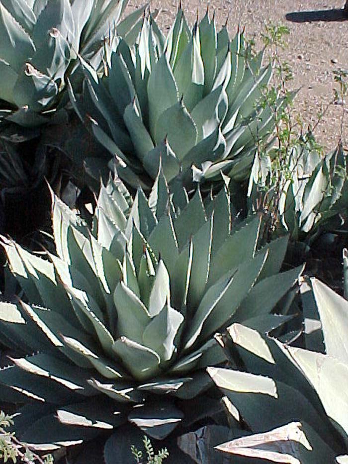 Agave parryi var. parryi