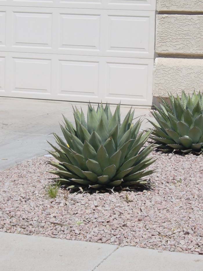 Plant photo of: Agave parryi var. parryi