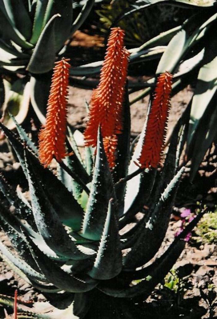 Cape Aloe, Tree Aloe