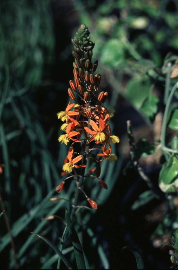 Dwarf Orange Bulbine