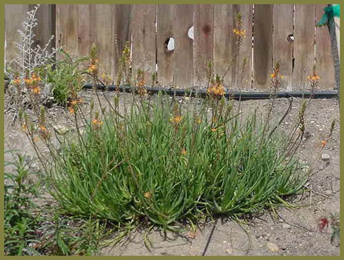 Plant photo of: Bulbine frutescens 'Hallmark'