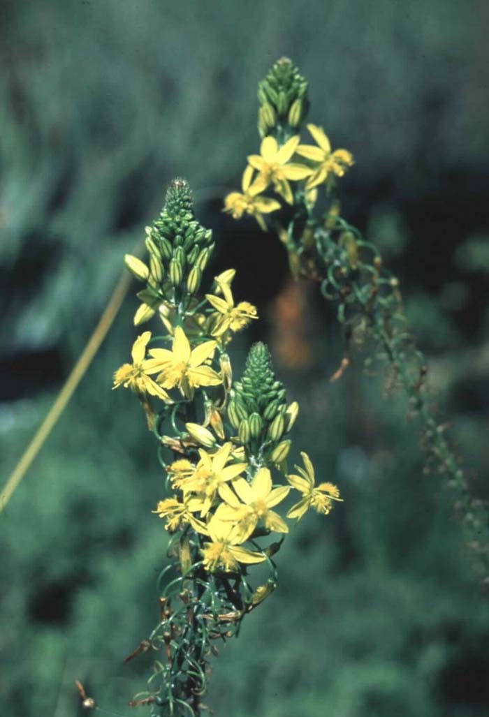 Yellow bulbine