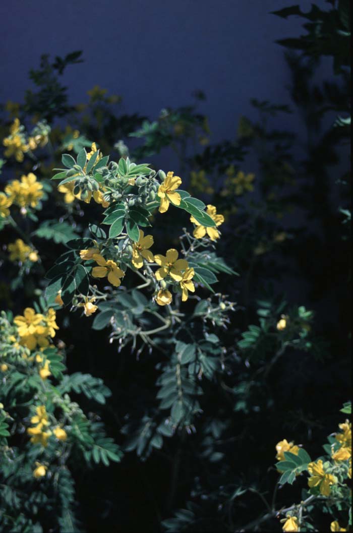 Velvet-Leaf Senna