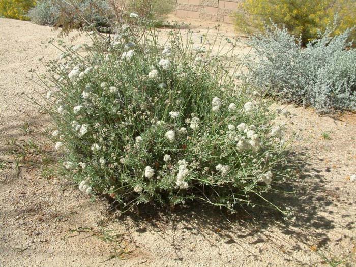 Arizona or Flattop Buckwheat