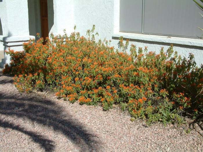 Firecracker Bush