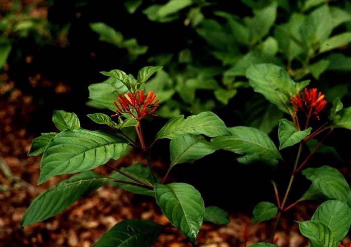 Plant photo of: Hamelia patens