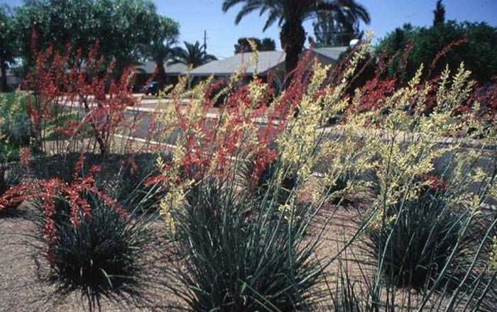 Hesperaloe parviflora 'Yellow'