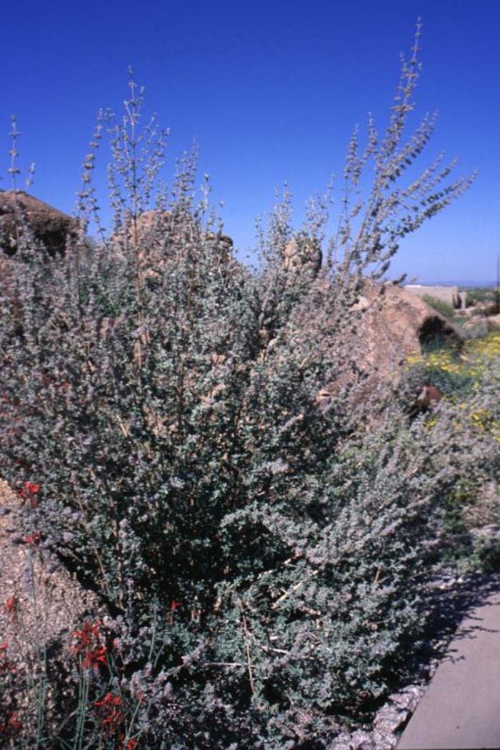 Desert Lavender