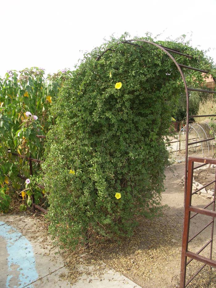 Plant photo of: Merremia aurea