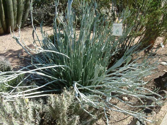 Plant photo of: Pedilanthus macrocarpus