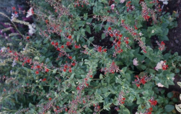 Cherry Red Sage