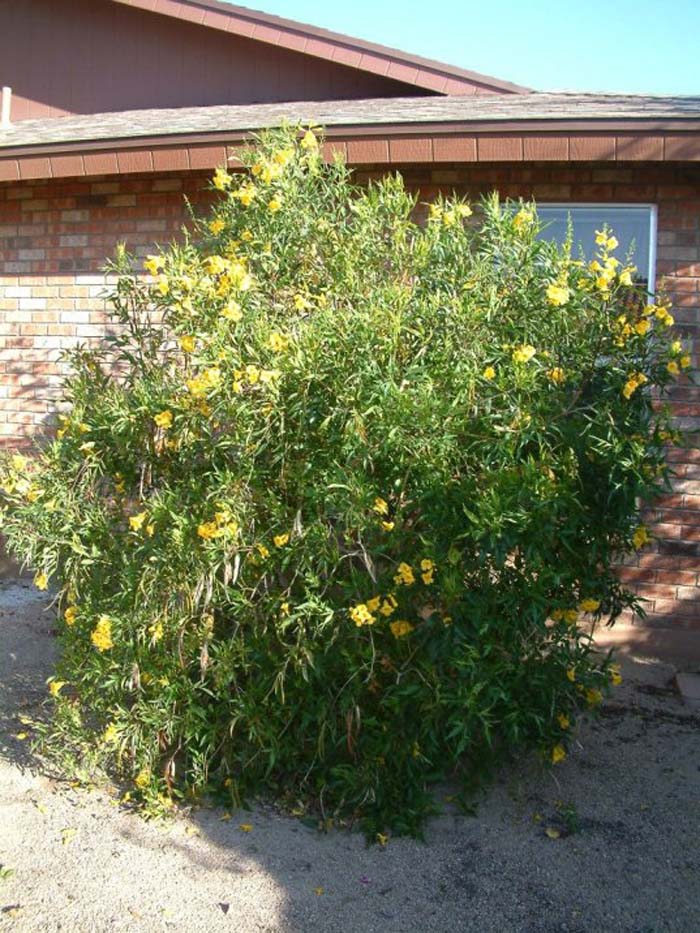 Plant photo of: Tecoma stans v. angustata