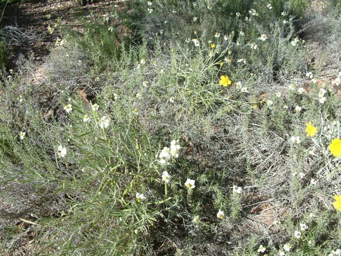 Desert Zinnia