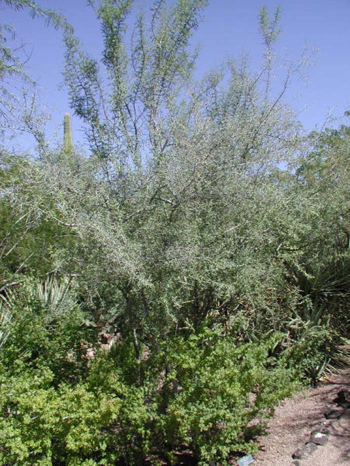 Plant photo of: Ziziphus obtusifolia v. canescens