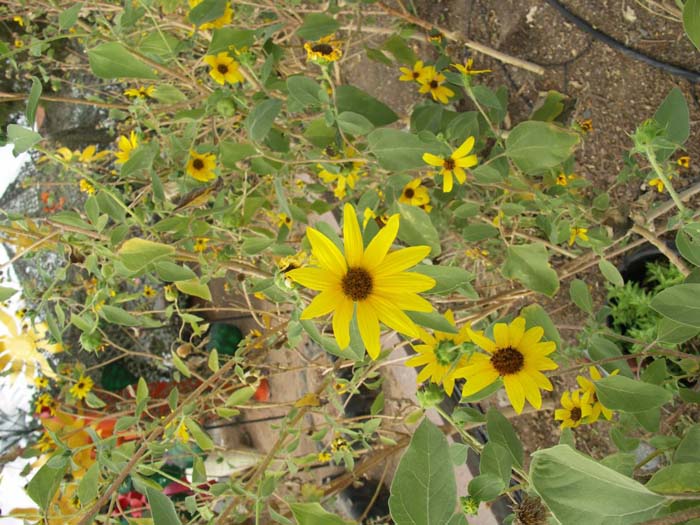 Helianthus maximilianii