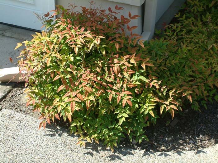 Nandina domestica 'Harbour Dwarf'