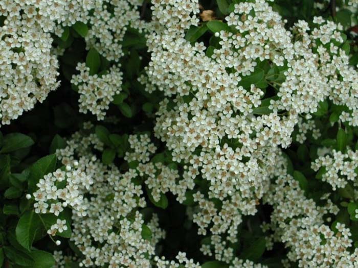 Pyracantha Lalandei