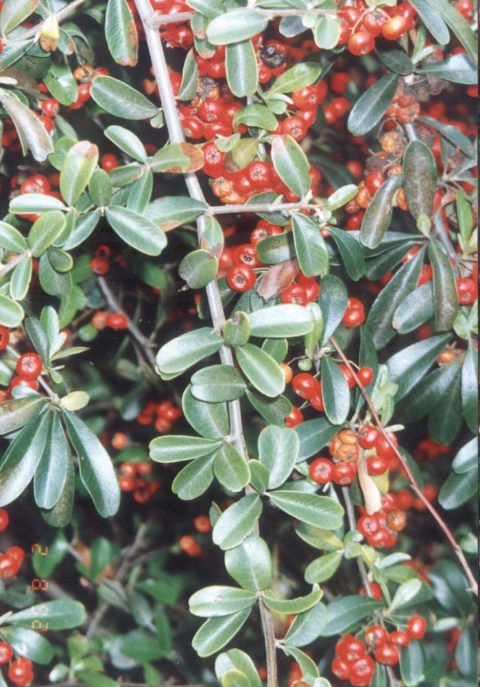 Pyracantha Santa Cruz