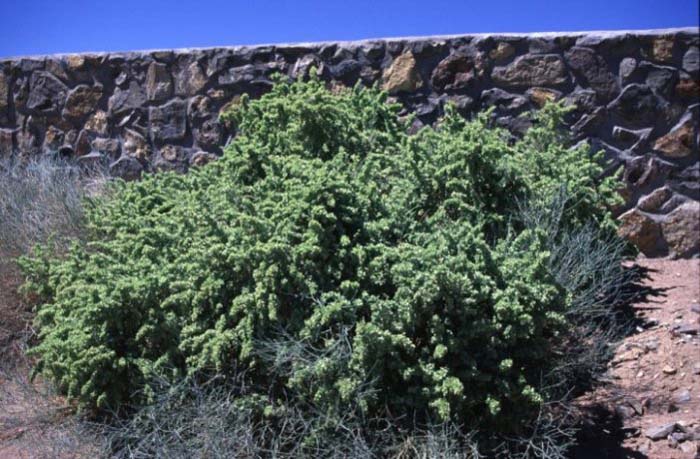 Fourwing Saltbush