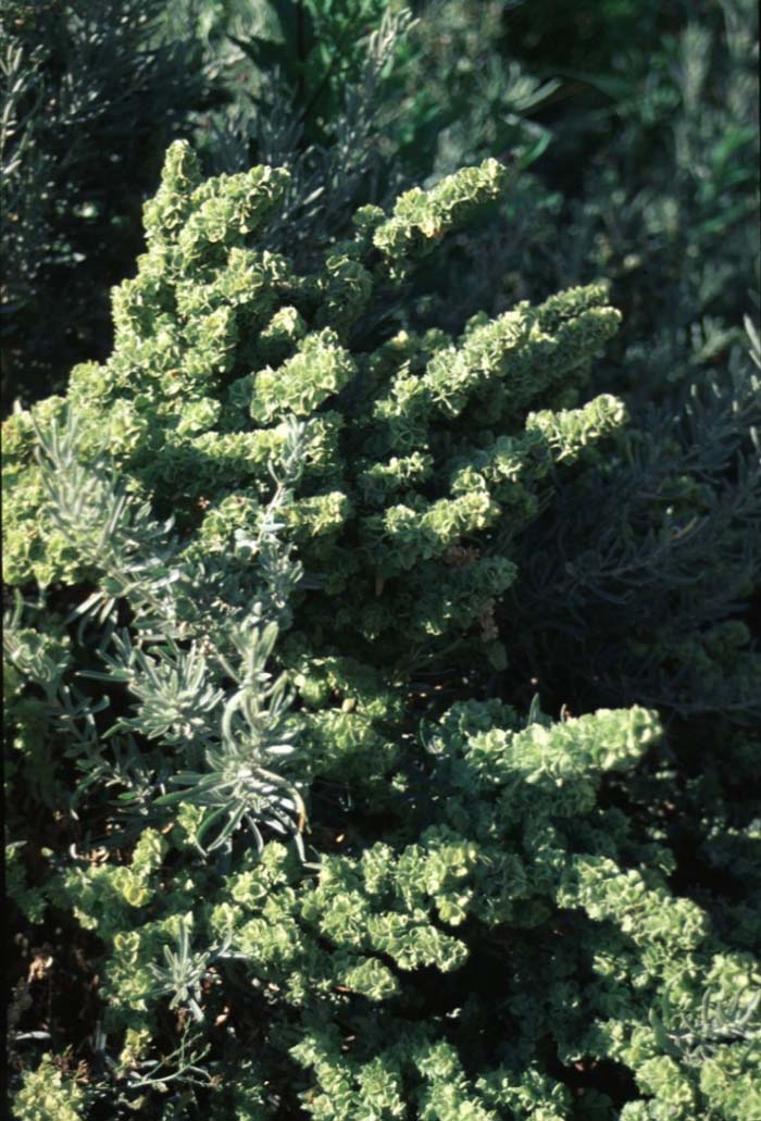 Plant photo of: Atriplex canescens