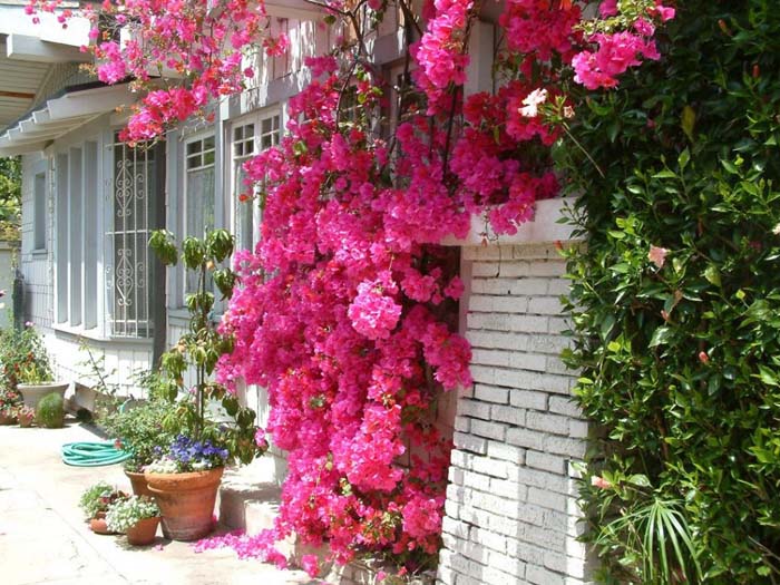 Bougainvillea, Barbara Karst